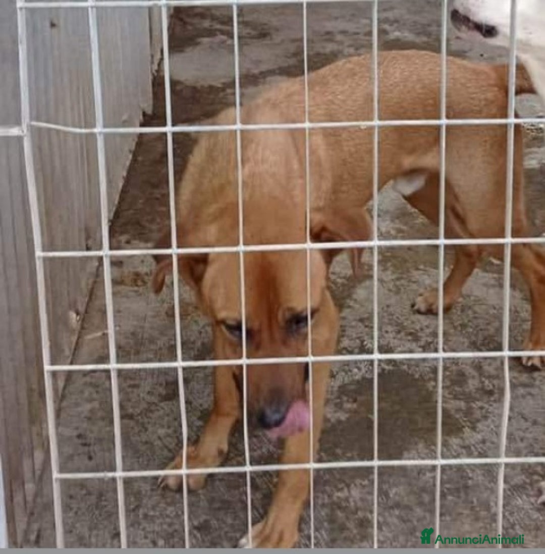 Meticcio cani in regalo: 3anni pelo corto miele invisibile in canile.NAPOLI a Città Metropolitana di Milano - Annuncio 3
