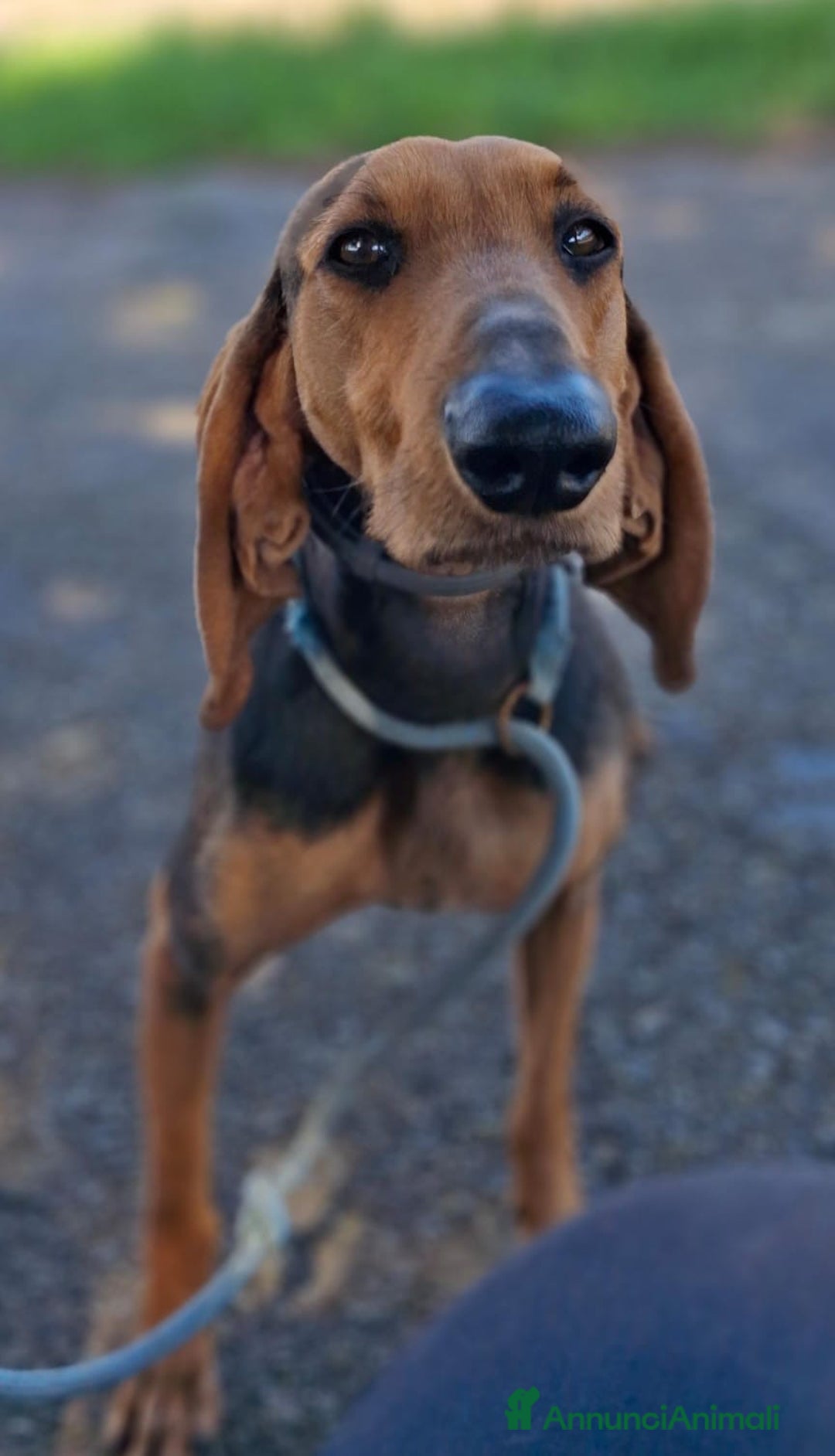 Segugio cani in regalo: BOBO 💙-cagnolino mite e delicato, buono con tutti - Annuncio 8