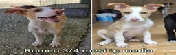 Meticcio cani in regalo: TANTI CUCCIOLI SOLI! a Provincia di Vicenza - Annuncio 12