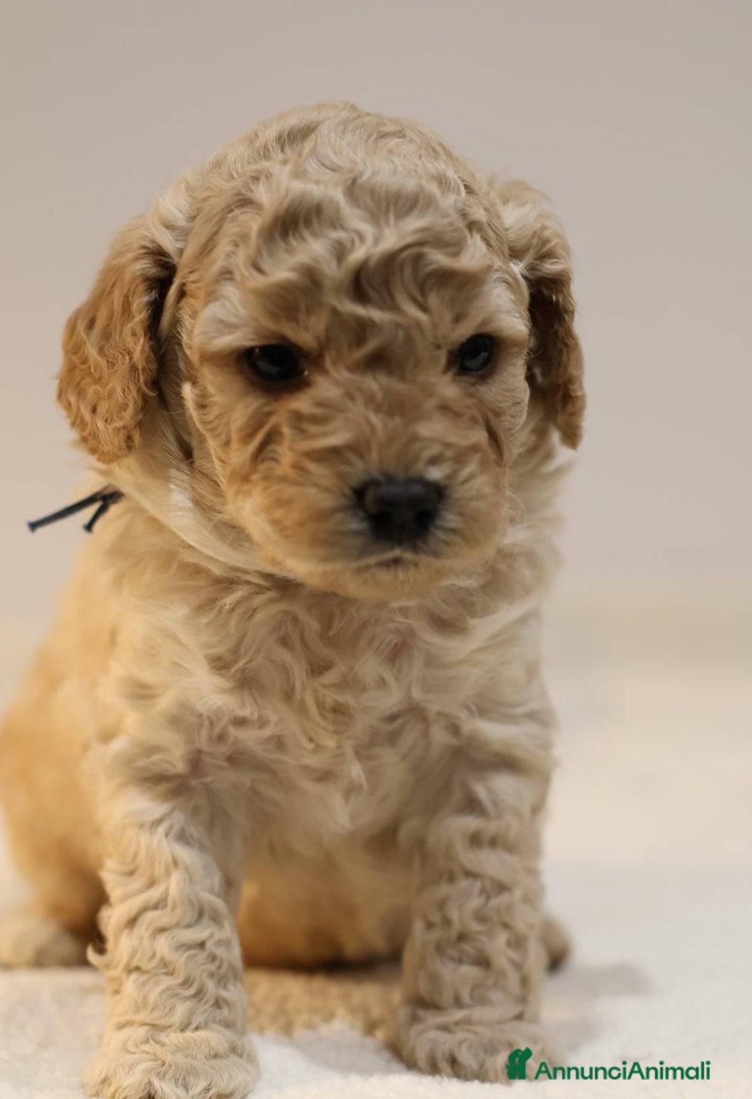 Meticcio cani in vendita: Cuccioli di F1BB Cavapoo Rosso & Crema - Annuncio 31