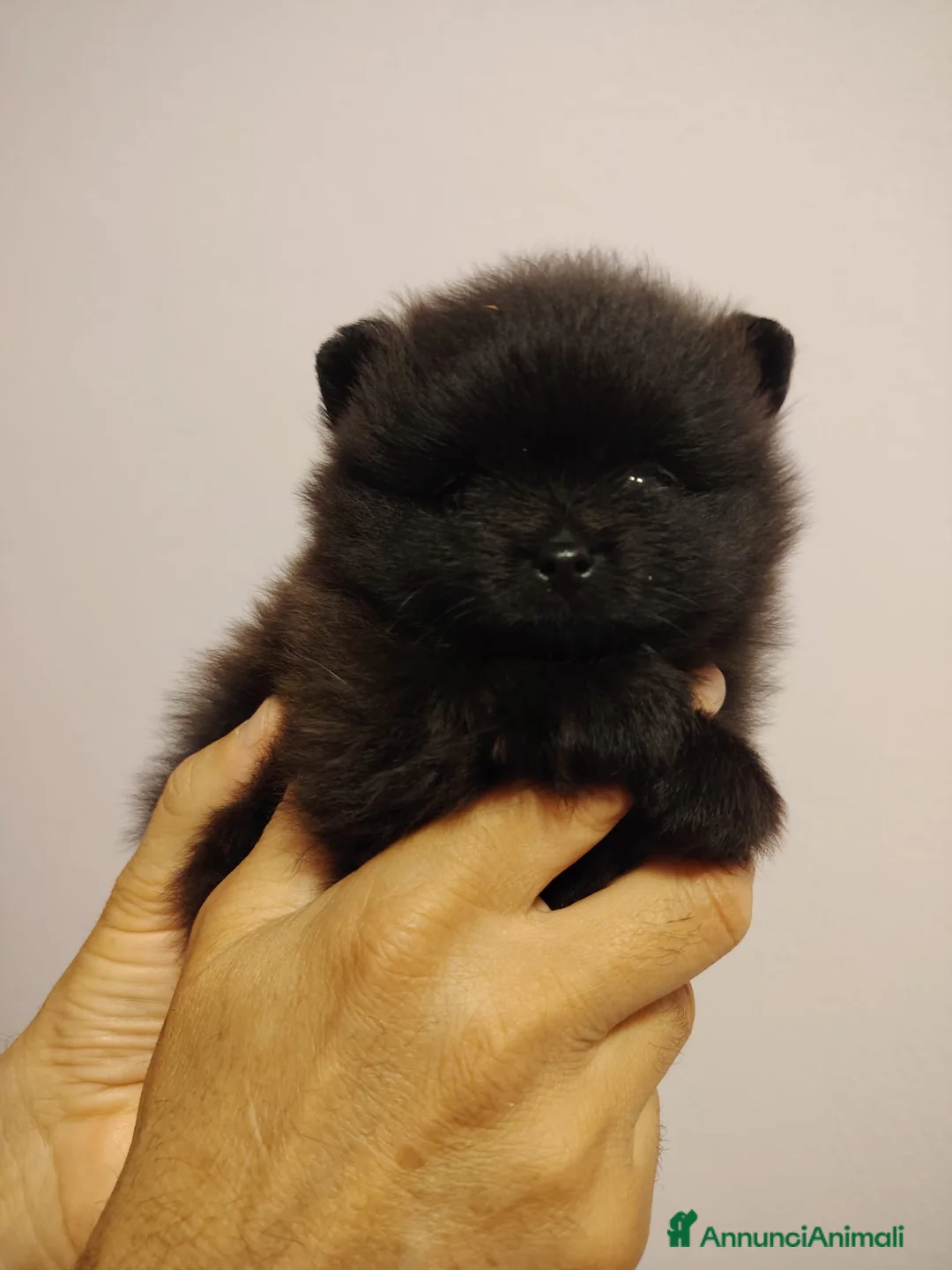 Volpino Pomerania cani in vendita: spitz tedesco nano pomerania a Provincia di Forlì-Cesena - Annuncio 2