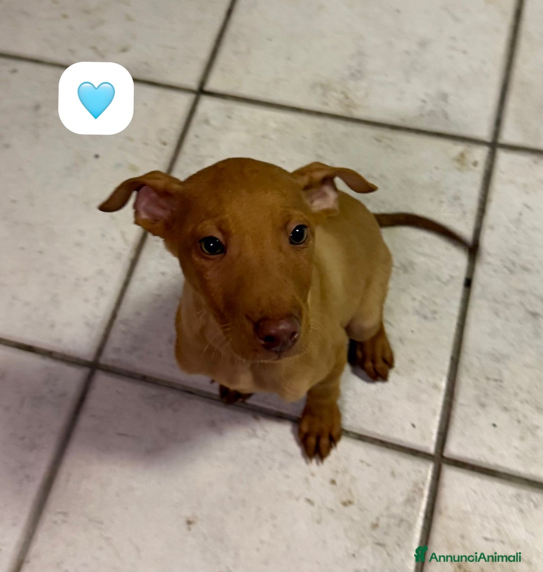 Cirneco dell'Etna cani in vendita: Cirneco dell' etna  - Annuncio 5