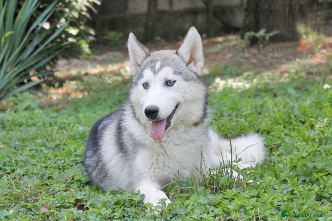 Husky cani in vendita: Cuccioli di Siberian Husky  a Provincia di Pavia - Immagine 10