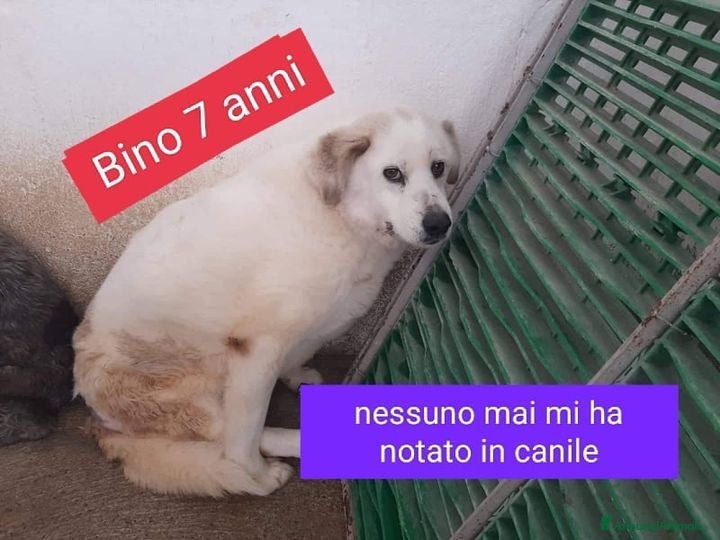 Meticcio cani BINO sui 7 anni altro invisibile... - Annuncio 1