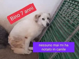 Meticcio cani BINO sui 7 anni altro invisibile... - Annuncio 1
