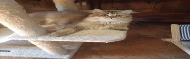 Nala