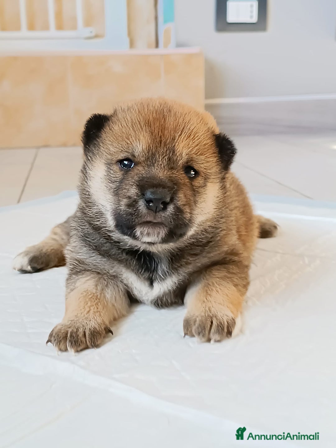 Shiba Inu cani in vendita: Cuccioli di Shiba Inu - Annuncio 11