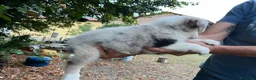 Australian Shepherd cani in vendita: Cuccioli pastore australiano  - Annuncio 14