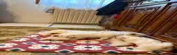 Maltese cani in vendita: Maltese - Annuncio 3