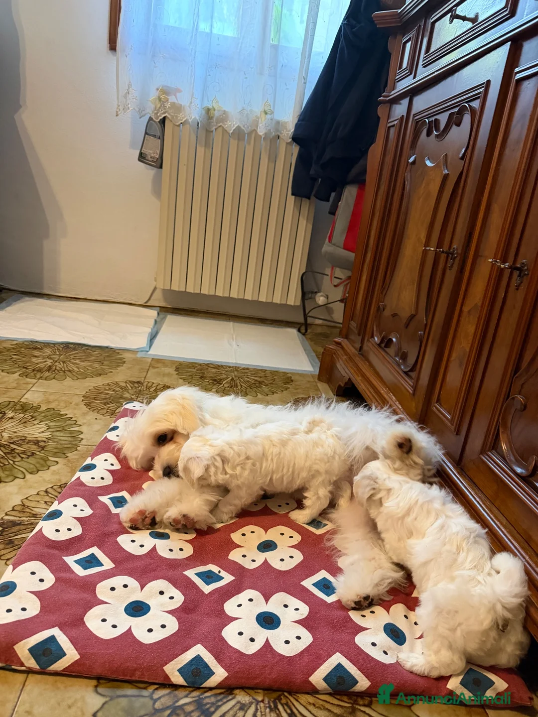 Maltese cani in vendita: Maltese - Annuncio 3