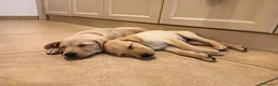 Labrador cani in vendita: Labrador  a Città metropolitana di Roma Capitale - Annuncio 4