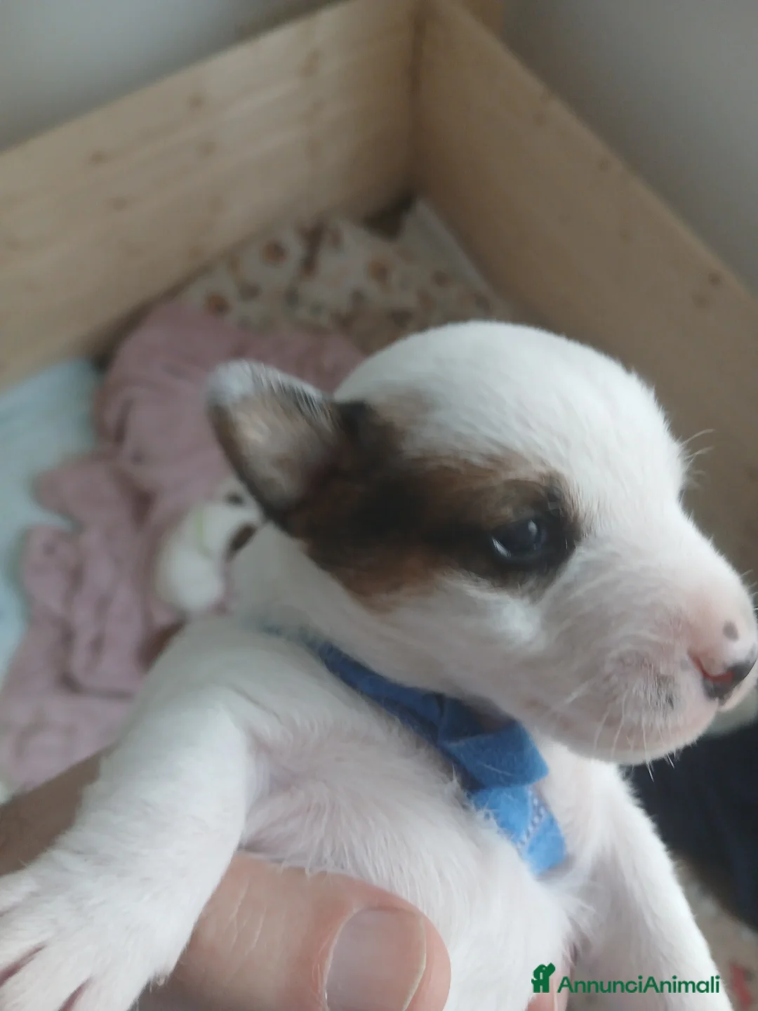 Jack Russell cani in vendita: Cuccioli maschi jack russell a Città Metropolitana di Genova - Annuncio 8