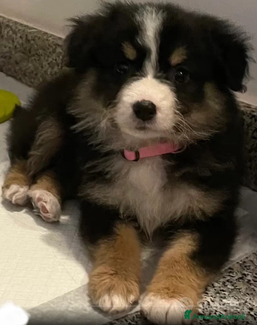 Border Collie cani in vendita: Cucciola border collie - Annuncio 1