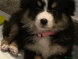 Border Collie cani Cucciola border collie - Annuncio 28