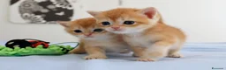 British gatti in vendita: Gattini BRITISH GOLDEN SHORTHAIR  - Annuncio 13