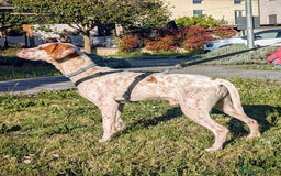 Setter Inglese cani in regalo: Cucciolone incrocio Setter Inglese Breton a Metropolitan City of Rome Capital - Immagine 6