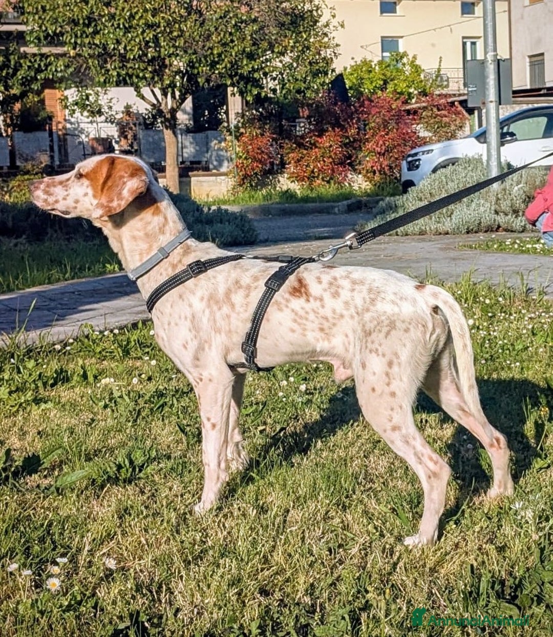 Setter Inglese cani in regalo: Cucciolone incrocio Setter Inglese Breton a Metropolitan City of Rome Capital - Immagine 6