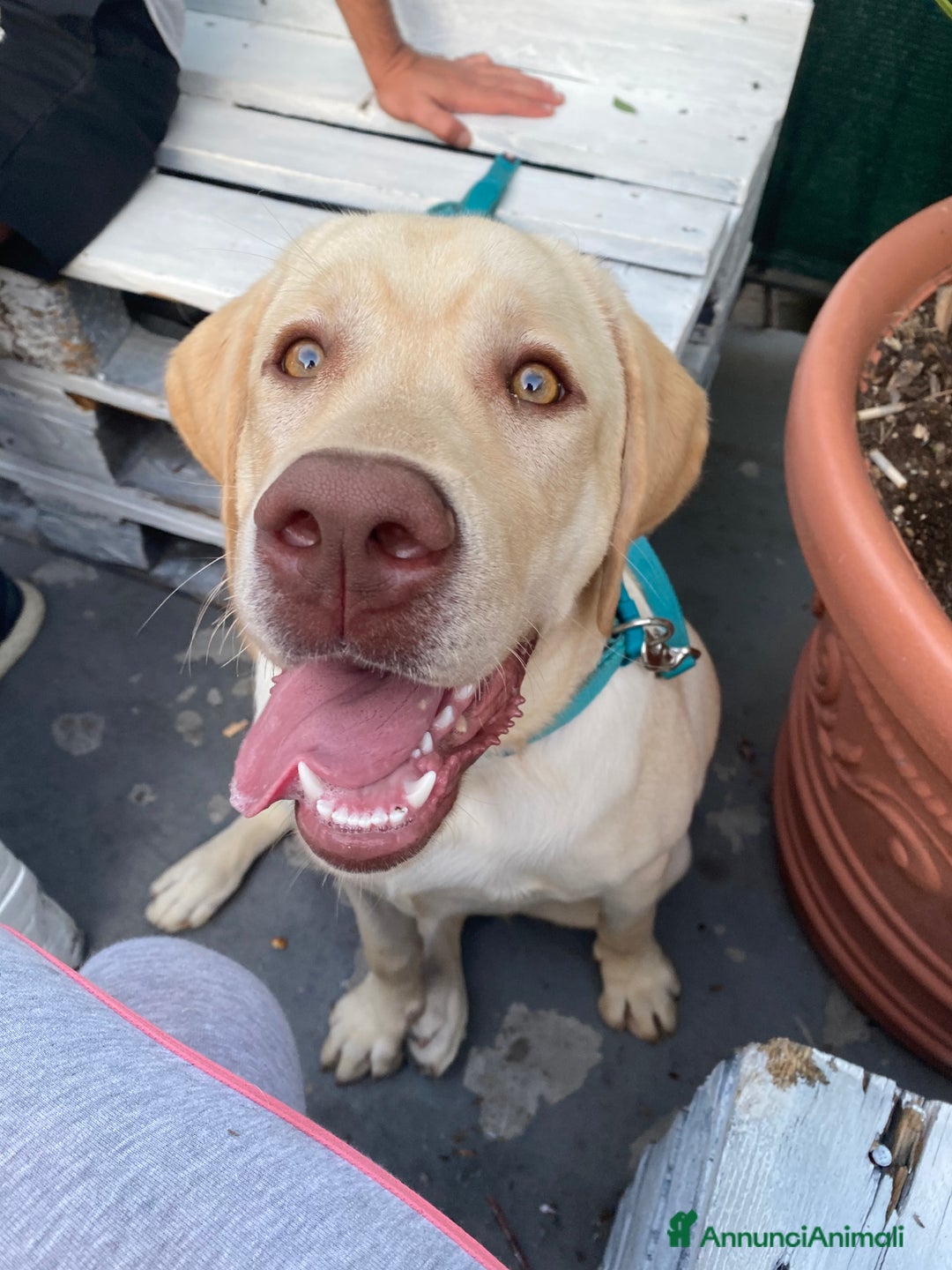 Labrador cani per accoppiamento: Seven cerca fidanzata.🐾🩵 - Annuncio 23