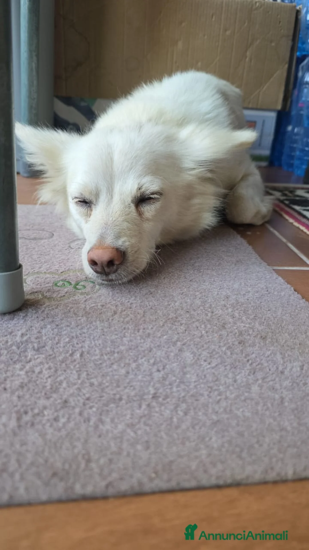 Meticcio cani in regalo: Pepper, una pelosetta dolcissima - Annuncio 8