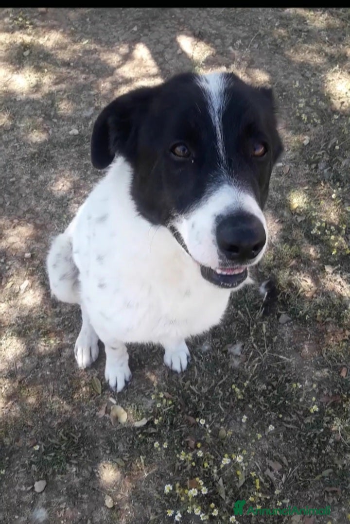 Meticcio cani Mask 6anni DA 5ANNI IN CANILE. PUGLIA SOS CASA a Città metropolitana di Milano - Annuncio 28