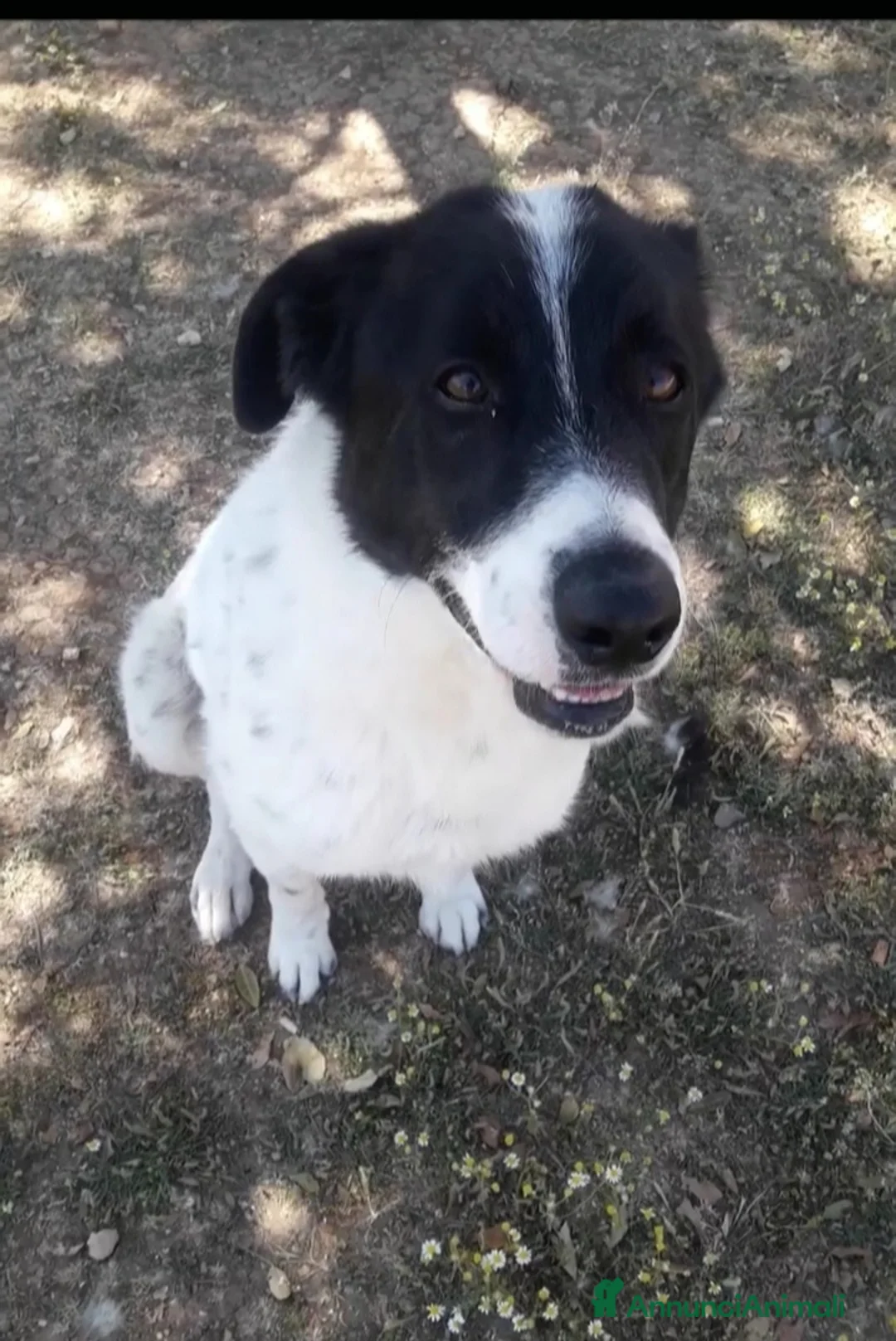 Meticcio cani in regalo: Mask 6anni DA 5ANNI IN CANILE. PUGLIA SOS CASA a Città metropolitana di Milano - Annuncio 1