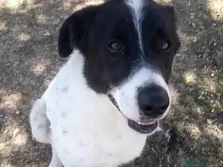 Meticcio cani Mask 6anni DA 5ANNI IN CANILE. PUGLIA SOS CASA a Città metropolitana di Milano - Annuncio 28