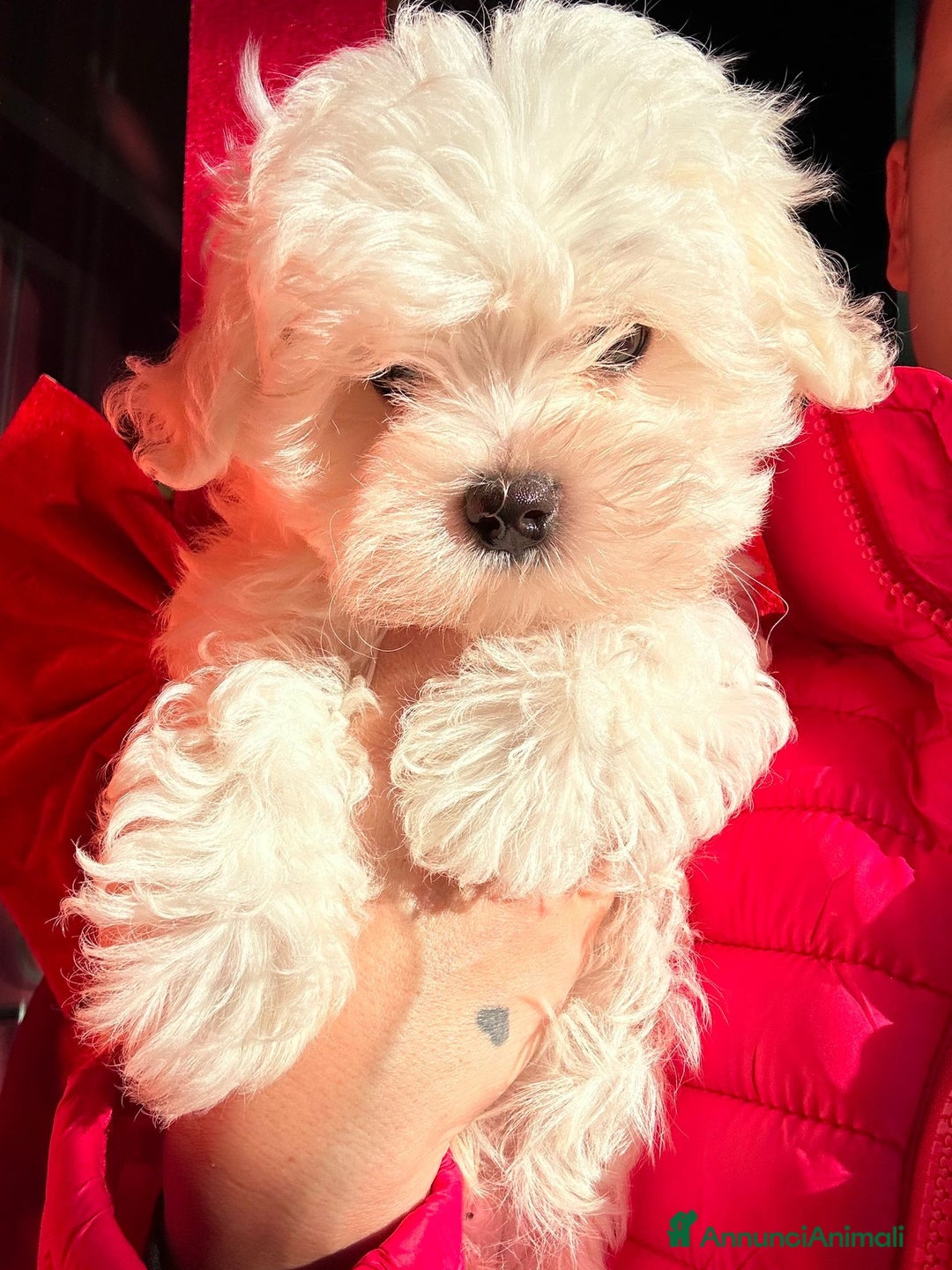 Maltese cani in vendita: Cuccioli di maltese con pedigree ENCI  - Annuncio 11