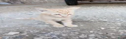 Europeo gatti in regalo: cuccioli gatto e mamma cercano casa❤️ - Annuncio 5