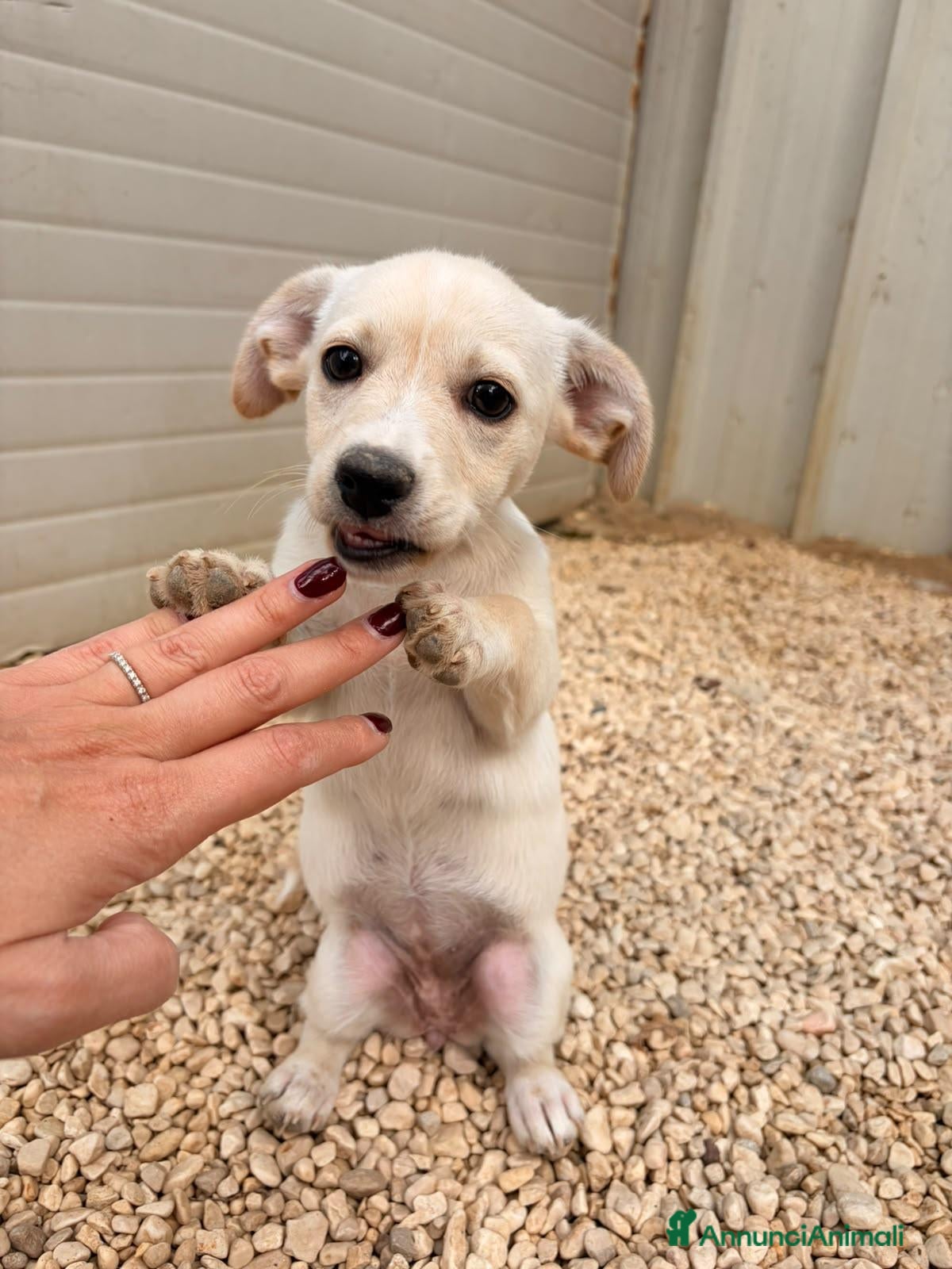 Meticcio cani la tenera ZOE - Annuncio 29