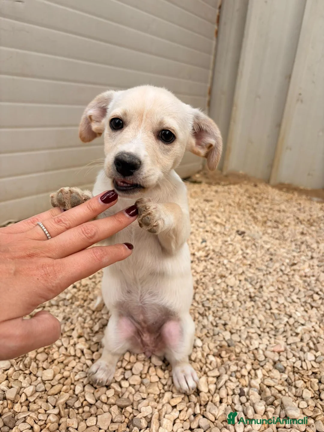 Meticcio cani in regalo: la tenera ZOE - Annuncio 1