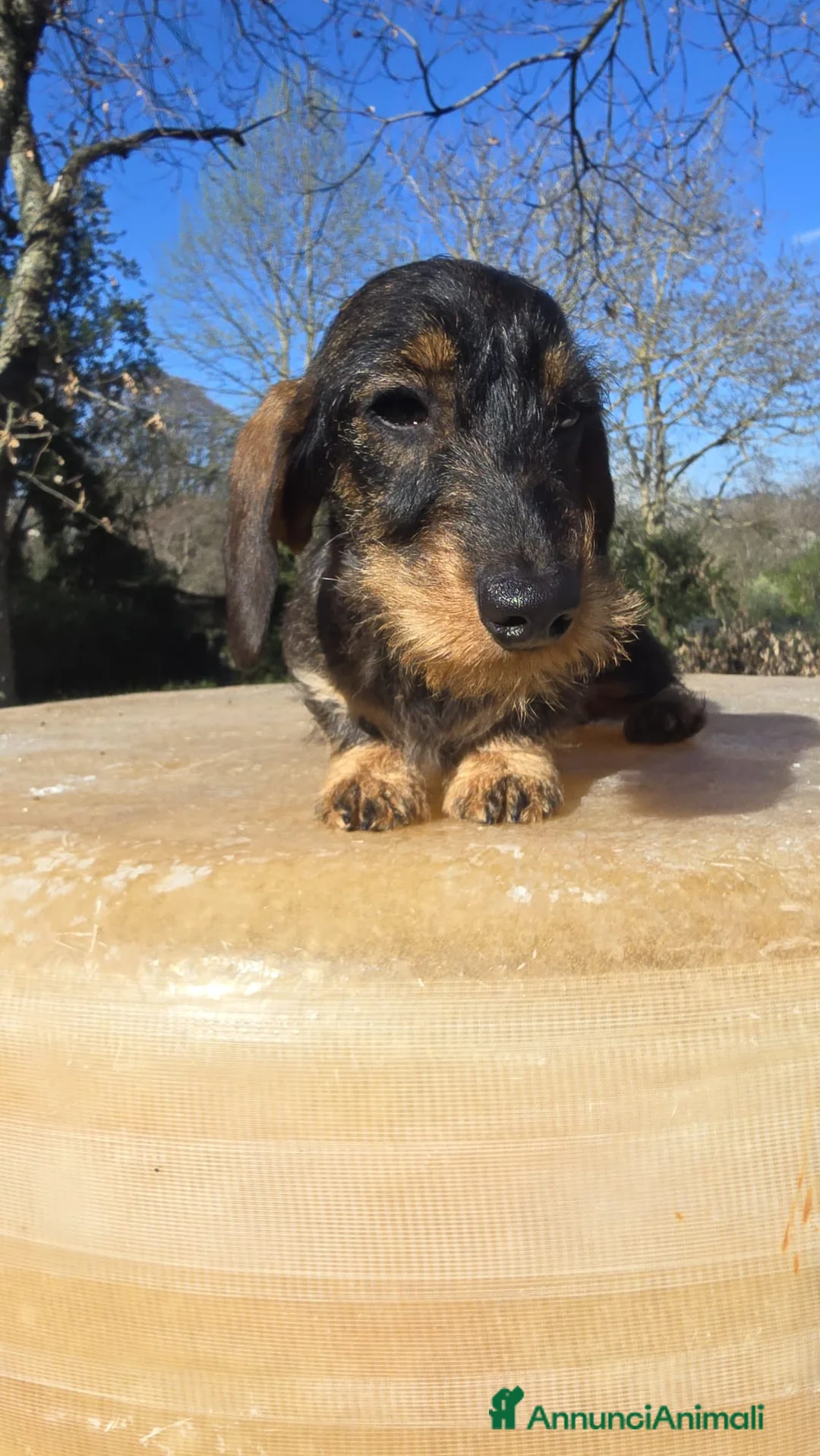 Bassotto cani in vendita: Bassotto pelo duro - Annuncio 8