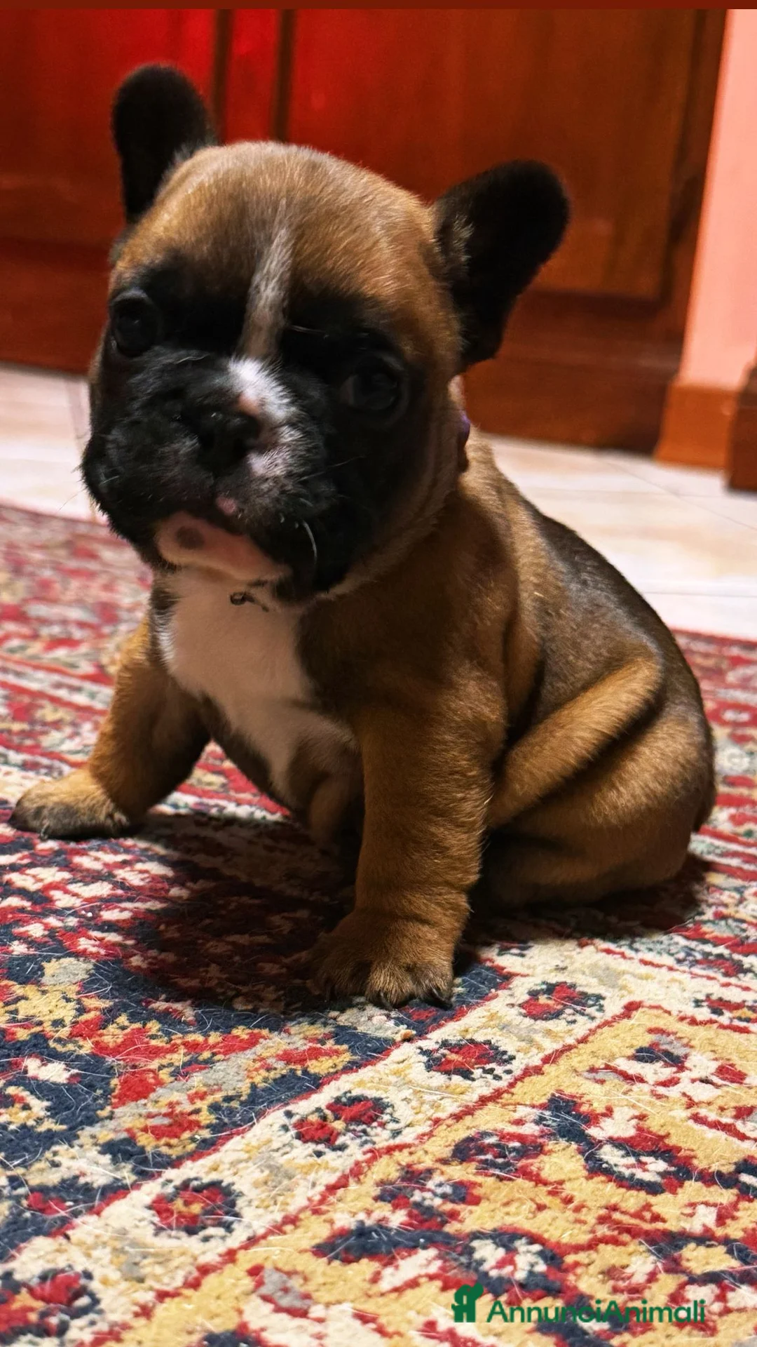 Bulldog Francese cani in vendita: Bulldog francese  - Annuncio 3