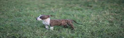 Pitbull cani in vendita: Cuccioli Pit Bull con pedigree anche a rate - Annuncio 32