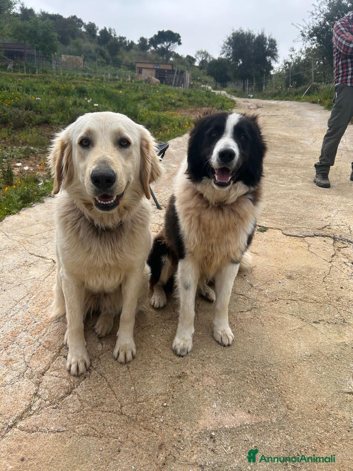 Border Collie cani Cuccioli  - Annuncio 2