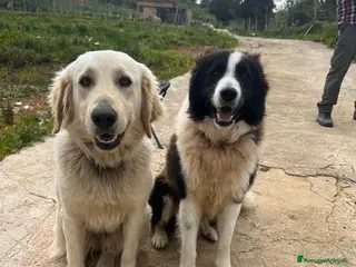 Border Collie cani Cuccioli - Annuncio 2