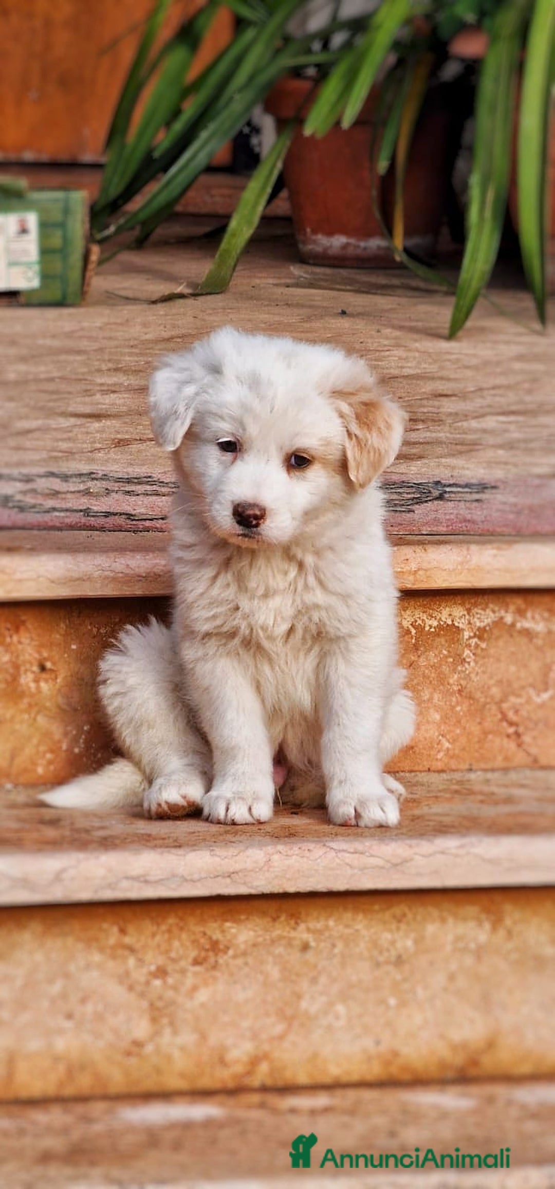 Meticcio cani in regalo: RAYAN 💙-cucciolo di pastore.Non lasciamolo in box - Annuncio 4