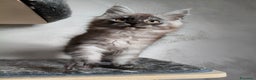 Maine Coon gatti in vendita: Maine Coon femmina black smoke  - Annuncio 4