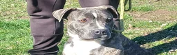 Meticcio cani in regalo: ASIA MERAVIGLIOSA CREATURA TRADITA SENZA PIETA' - Annuncio 3