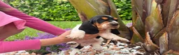 Bassethound cani in vendita: Cuccioli Bassethound - Annuncio 7