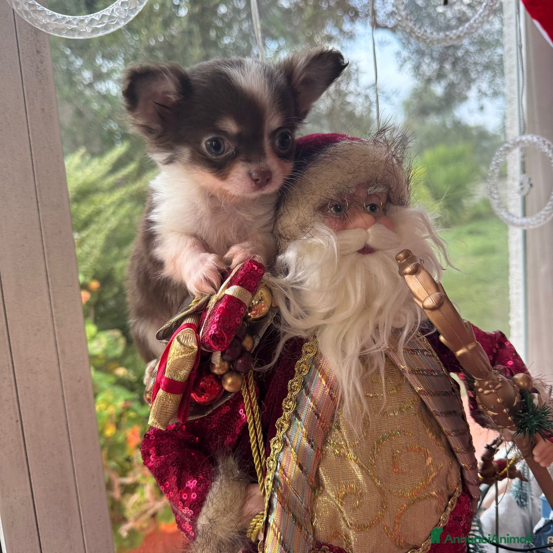 Chihuahua cani in vendita: maschietto chihuahua pelo lungo pedigree enci  - Annuncio 2