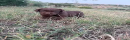 Labrador cani in vendita: Cuccioli di Labrador Choco  - Annuncio 11