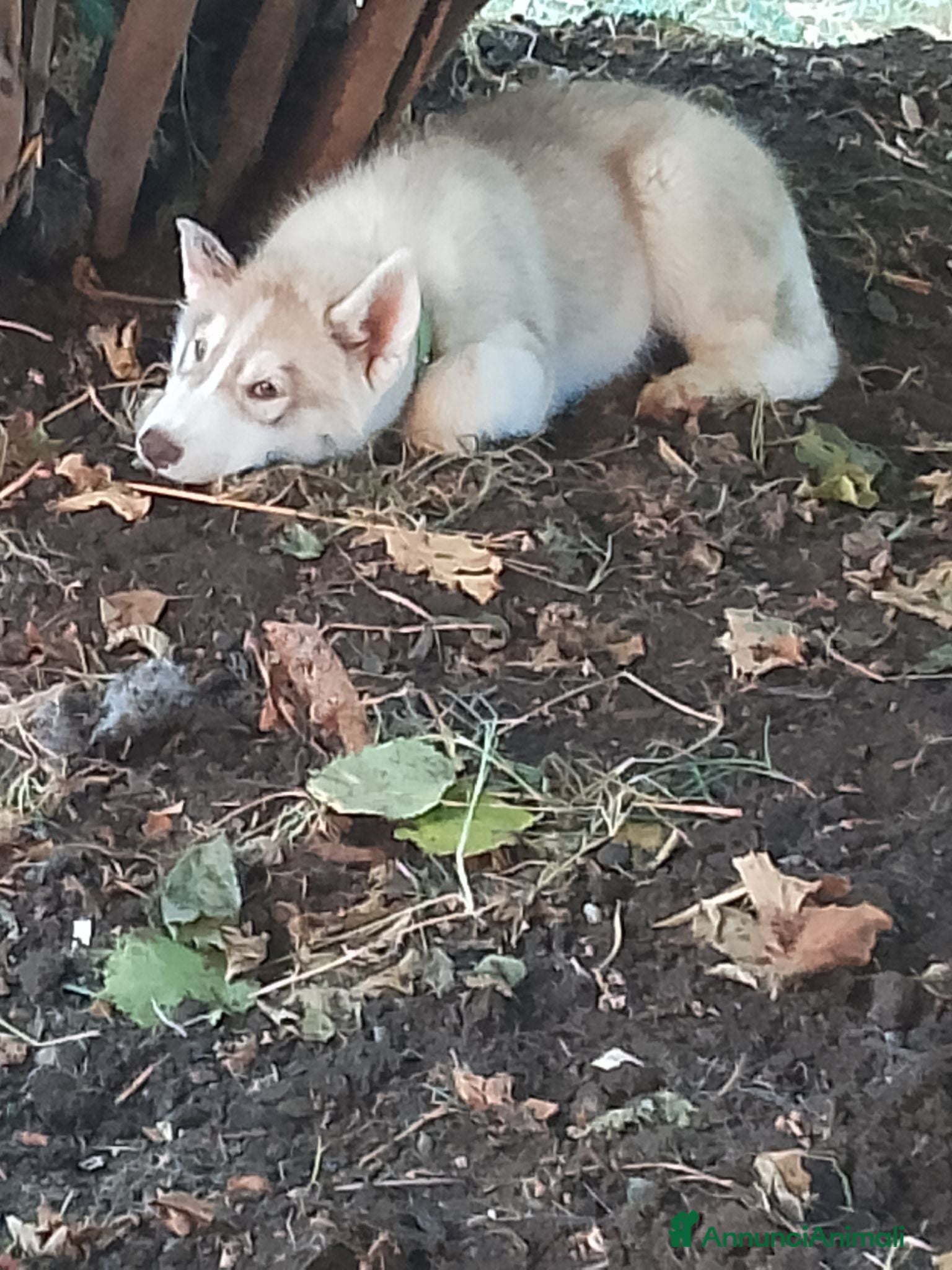 Husky cani Siberian husky  - Annuncio 7