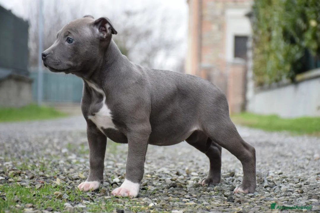Pitbull cani in vendita: Cucciole di Pit bull con pedigree fino a 12 rate! - Annuncio 6