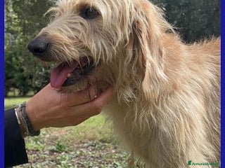 Meticcio cani Giacomo dopo l'inferno è pronto per una famiglia - Annuncio 23