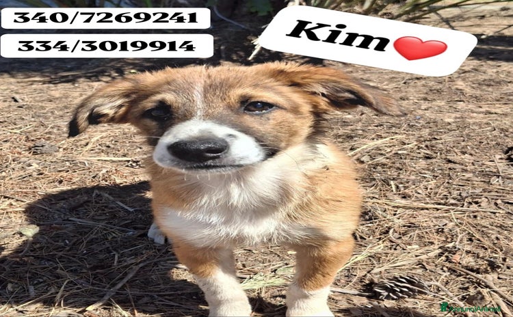 Meticcio cani a Città metropolitana di Milano - Annuncio 9