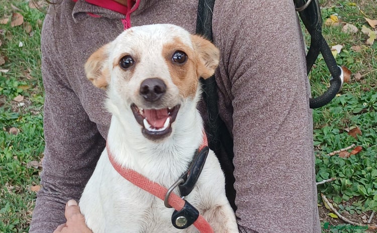 Meticcio cani - Annuncio 19