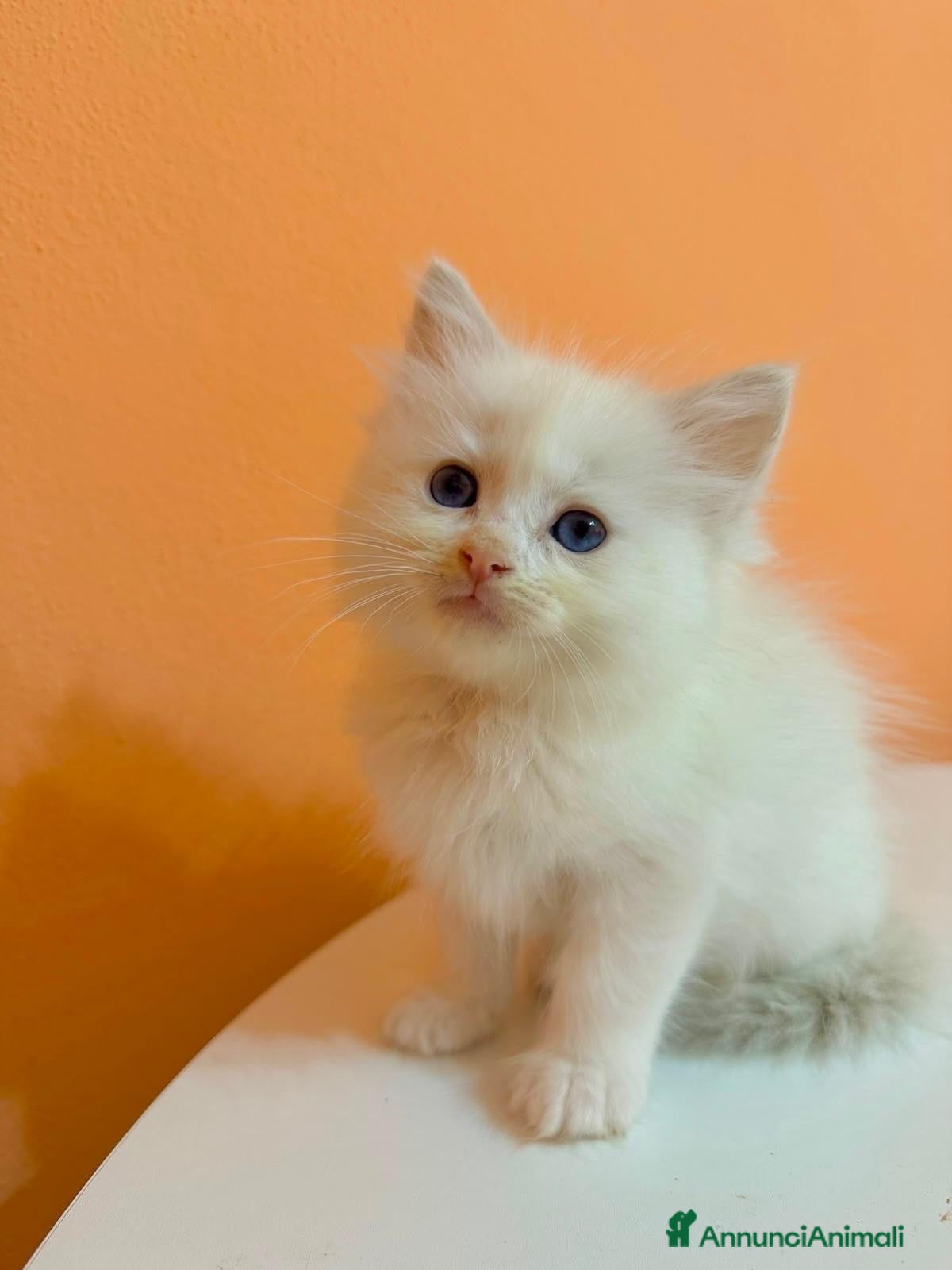 Ragdoll gatti in vendita: Cuccioli di ragdoll - Annuncio 11