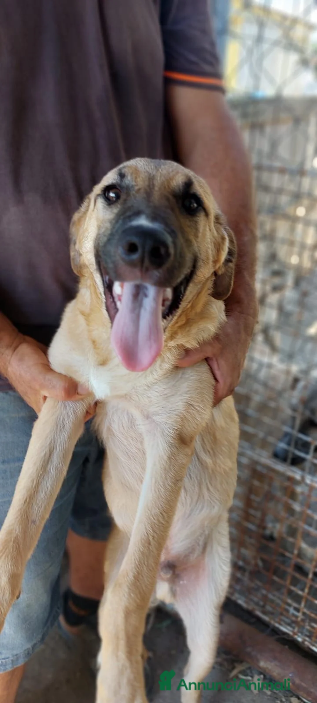 Meticcio cani in regalo: Lupetta 6anniTENUTA IN RECINTO A PANE SECCO!CAGLIA - Annuncio 5