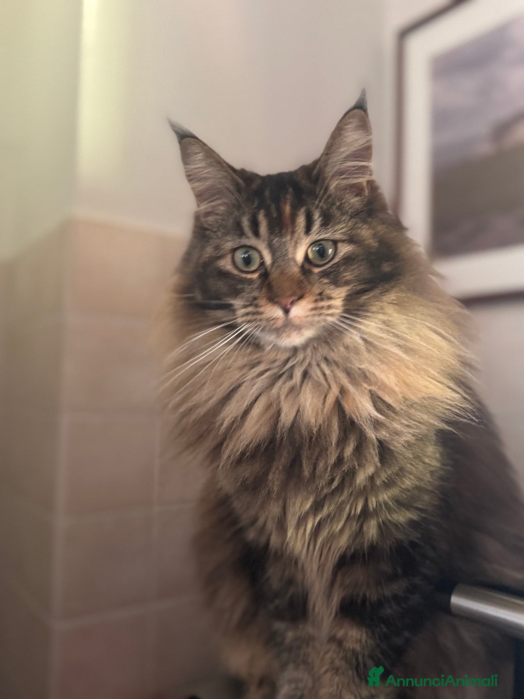 Immagine della galleria {{count}}