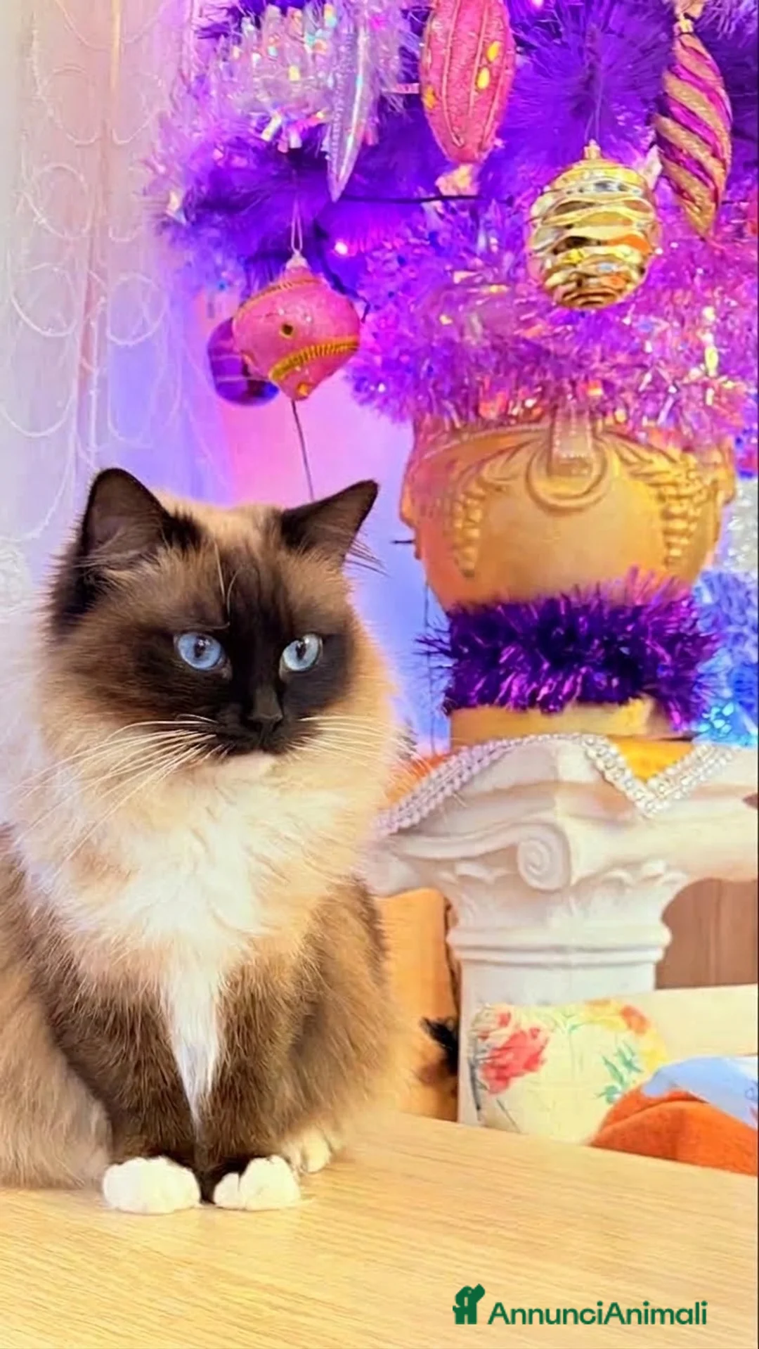 Ragdoll gatti in vendita: Cucciolo ma Seal bicolor  - Annuncio 9